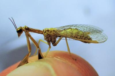 Mantispa aphavexelte