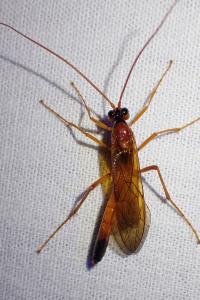 Opheltes glaucopterus