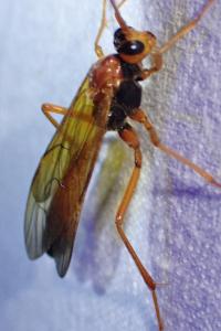 Opheltes glaucopterus