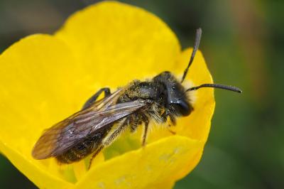 Andrena ranunculi