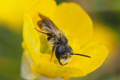 Andrena ranunculi