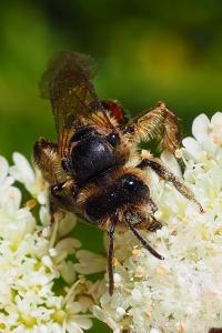Andrena rosae