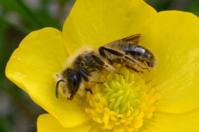 Andrena ranunculi