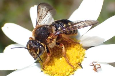Rhodanthidium septemdentatum