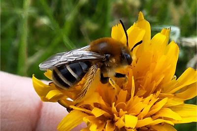 Eucera nigrifacies