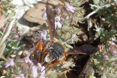 Rhodanthidium sticticum