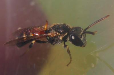 Lasioglossum interruptum