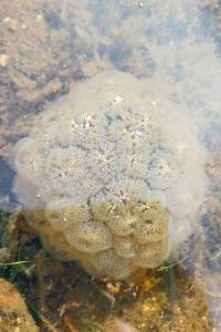 Pectinatella magnifica