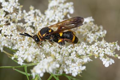 Leucospis sinensis