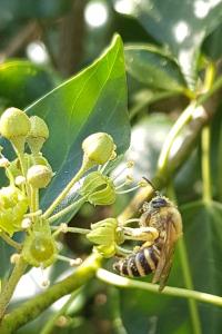 Colletes hederae