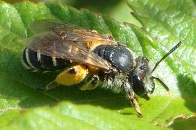 Lasioglossum