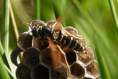 Polistes