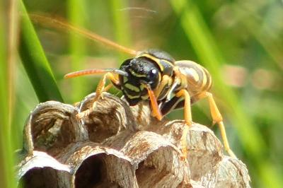 Polistes