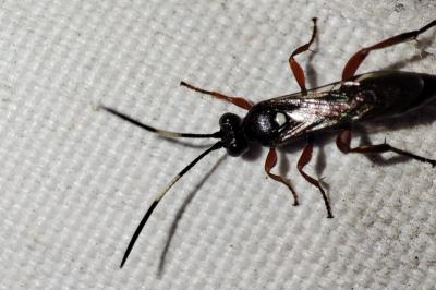 Platylabini