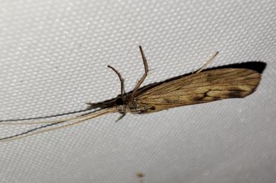 Odontocerum albicorne