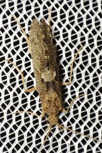Hydropsyche