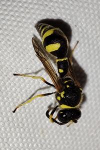 Eumenes