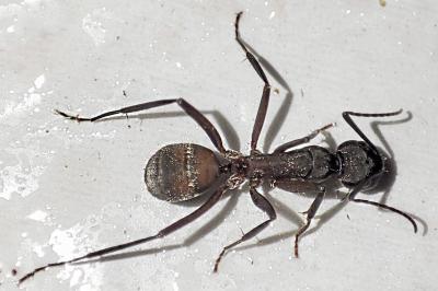 Camponotus cruentatus