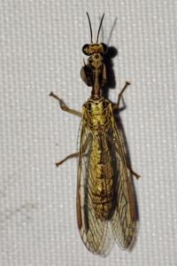 Mantispa aphavexelte