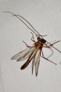 Enicospilus
