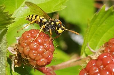 Polistes dominula