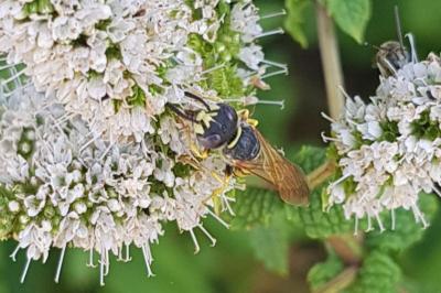 Philanthus triangulum