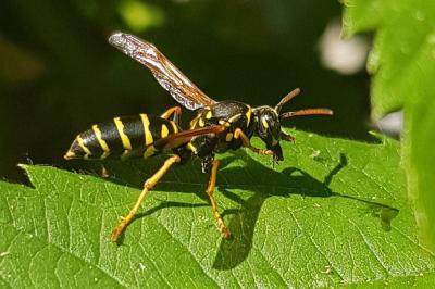 Polistes nimpha