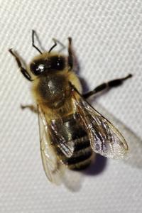 Apis mellifera