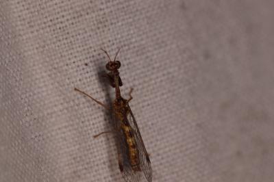 Mantispa styriaca