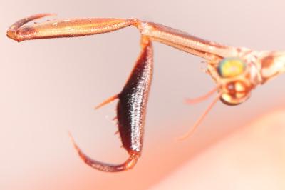 Mantispa styriaca