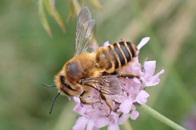 Lithurgus chrysurus