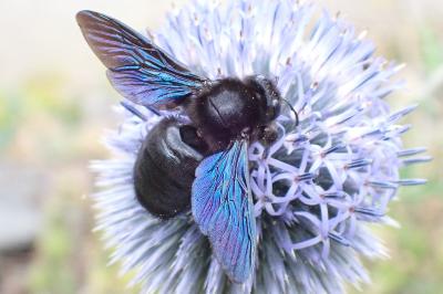 Xylocopa