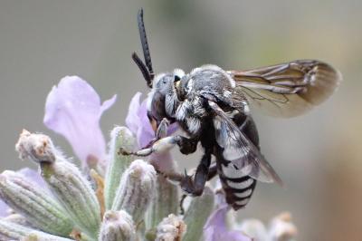 Thyreus ramosus