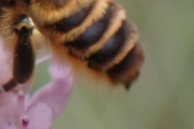 Lithurgus chrysurus