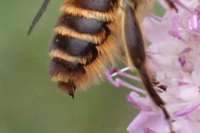 Lithurgus chrysurus