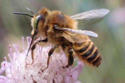 Lithurgus chrysurus