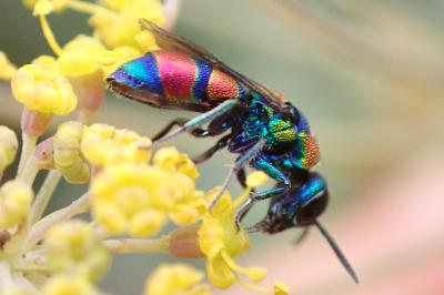 Chrysis semicincta