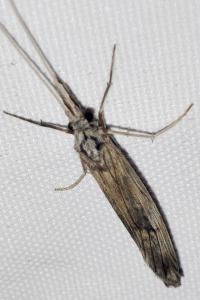 Odontocerum albicorne