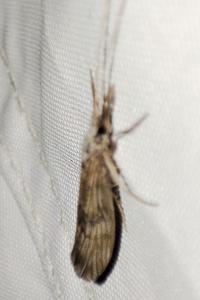 Odontocerum albicorne