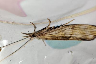 Odontocerum albicorne