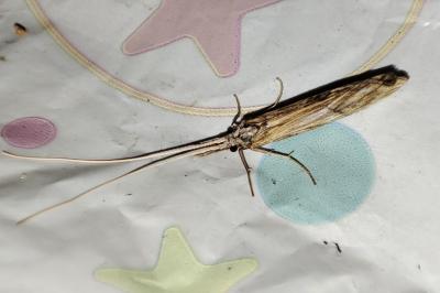 Odontocerum albicorne