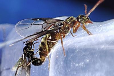 Lasius