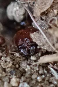 Pheidole pallidula