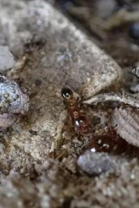 Pheidole pallidula