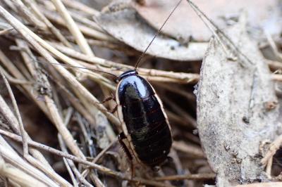 Loboptera decipiens