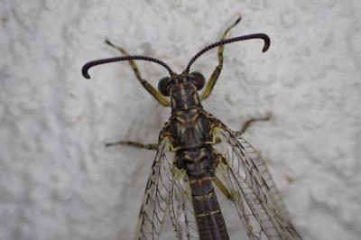 Distoleon tetragrammicus