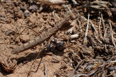 Geomantis larvoides