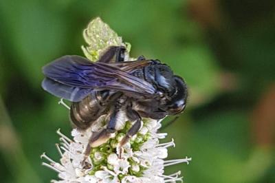 Andrena