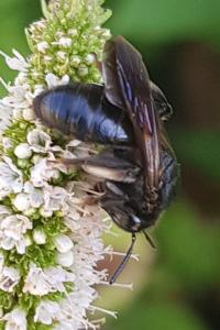 Andrena