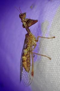 Mantispa styriaca